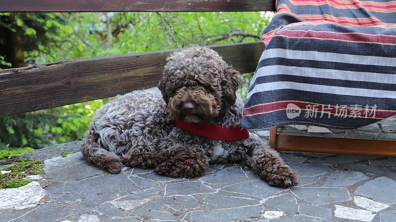 小狗雌性狗- Lagotto Romagnolo